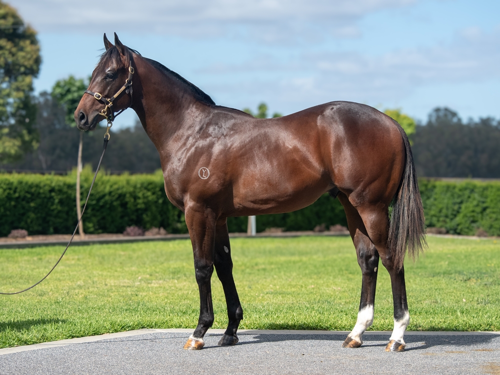 Pierata (AUS) / Bouquet de Flores (USA) 2024 Colt - Image 1
