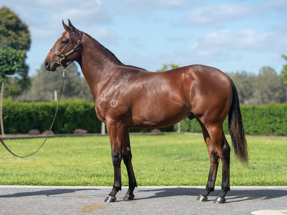Pierata (AUS) / Dark Powers (AUS) 2024 Colt - Image 1