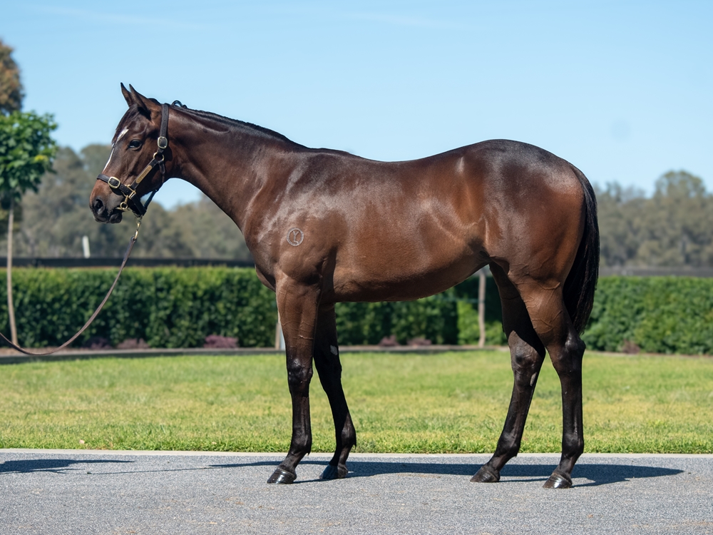 Tagaloa (AUS) / Mightily (AUS) 2024 Filly - Image 1