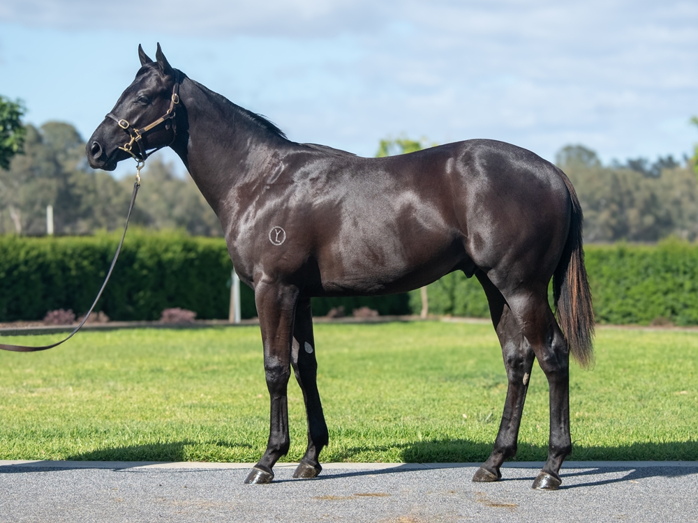 Pierata (AUS) / Secret Cash (AUS) 2024 Colt - Image 1