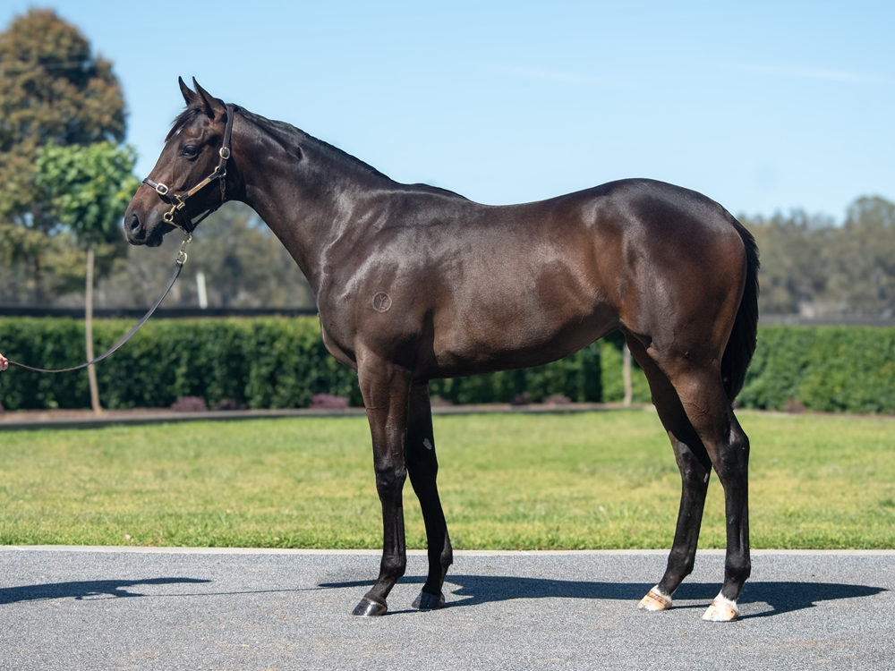 Tagaloa (AUS) / Wandabaa (AUS) 2024 Filly - Image 1