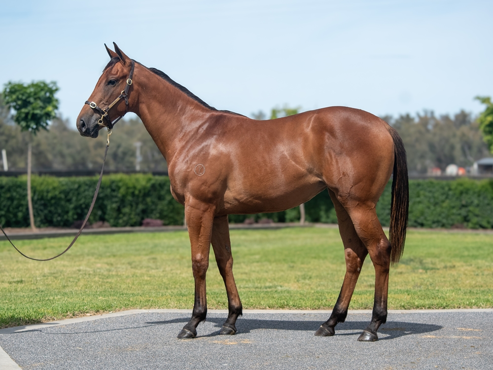 Tagaloa (AUS) / Agent Sonya (IRE) 2024 Filly - Image 1