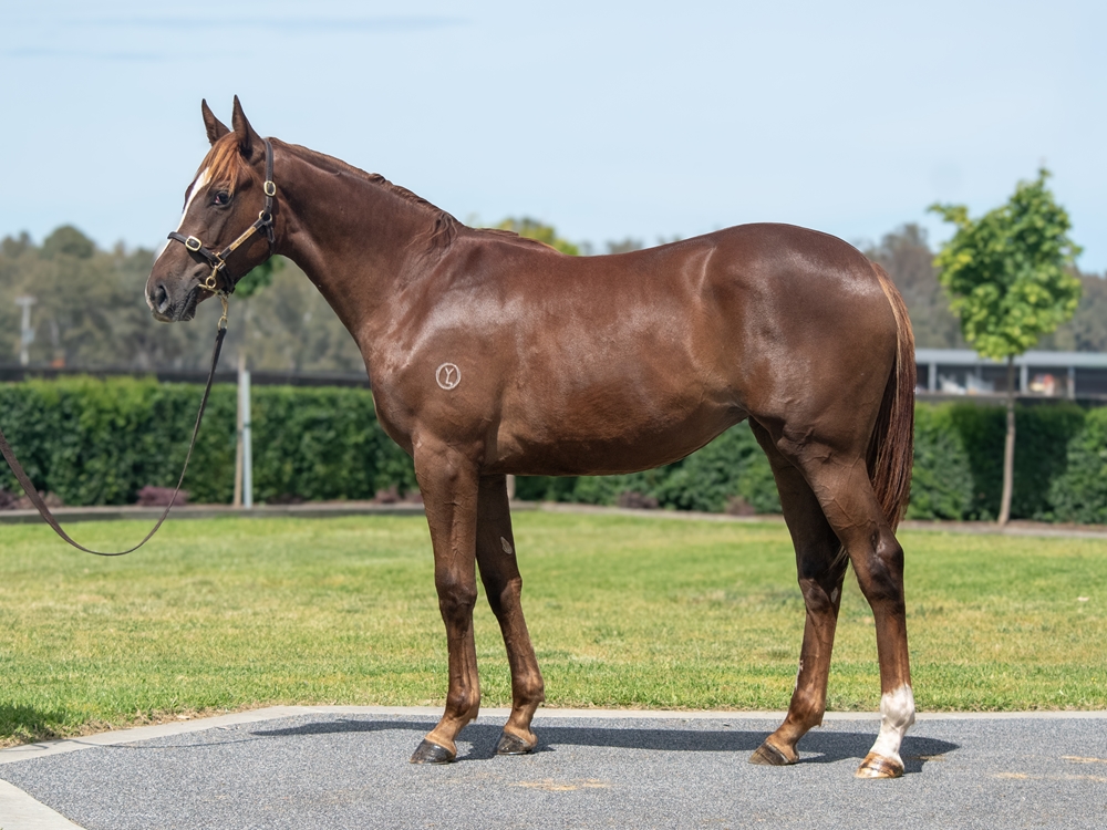 Tagaloa (AUS) / Benitoite (IRE) 2024 Filly - Image 1