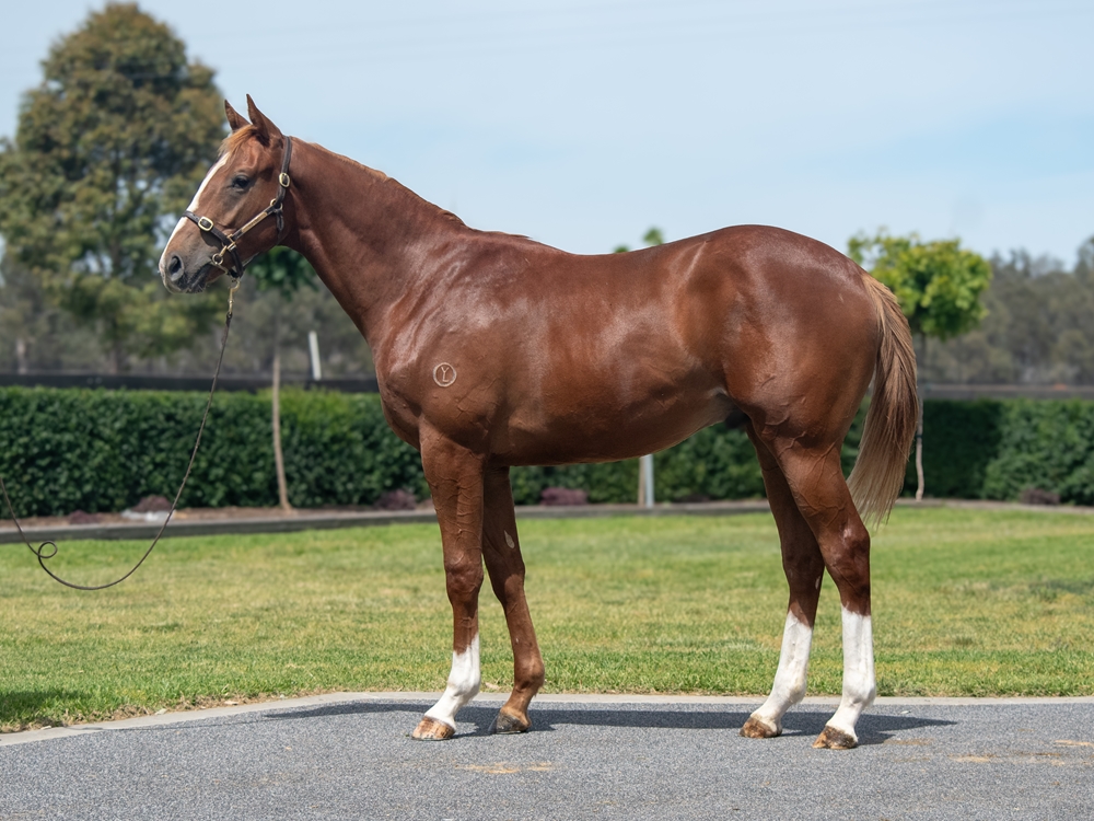Lucky Vega (IRE) / Wonderful Feeling (AUS) 2024 Colt - Image 1
