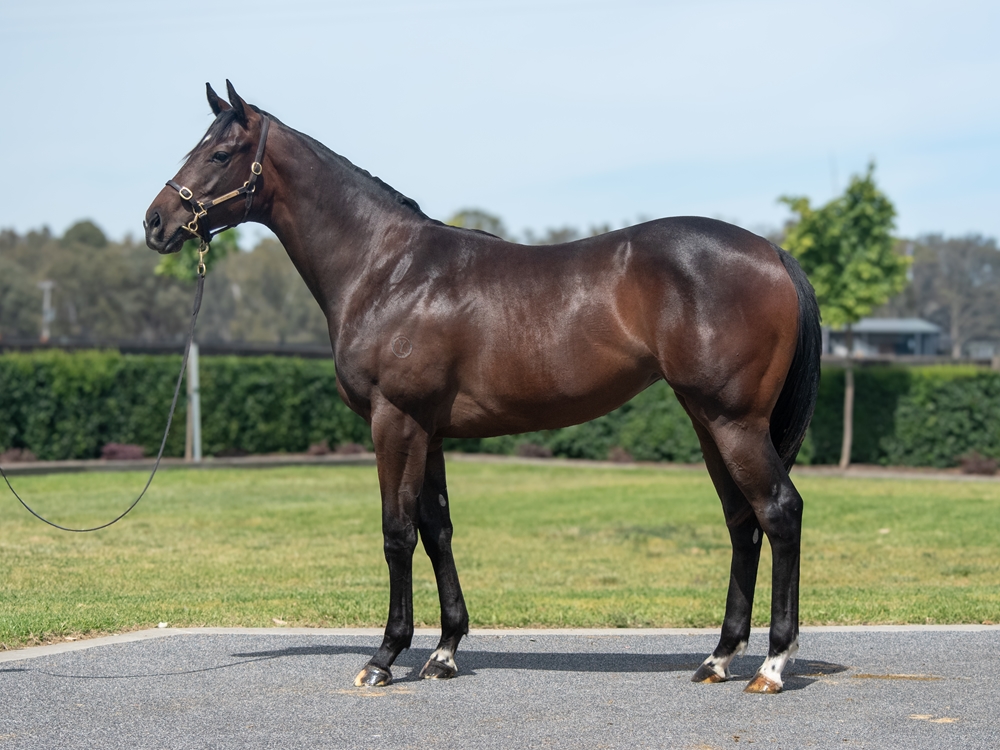 Pierata (AUS) / Lunalove (AUS) 2024 Filly - Image 1
