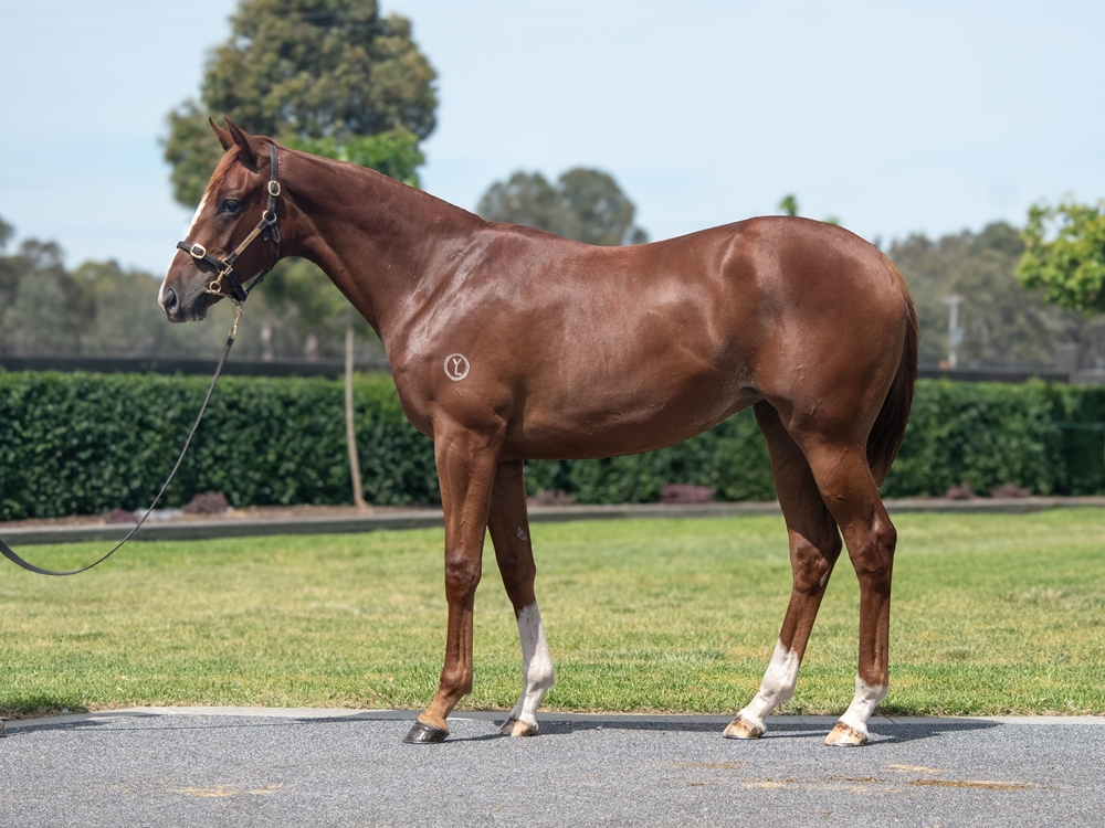 Lucky Vega (IRE) / Magnificent Lady (IRE) 2024 Filly - Image 1