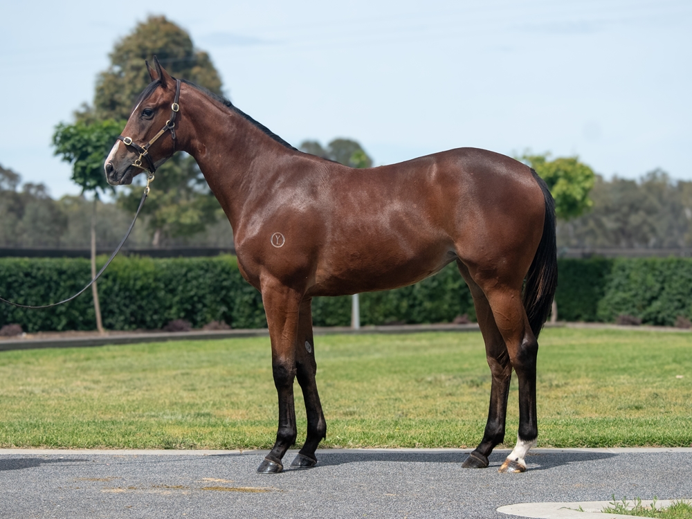 Diatonic (JPN) / Home Town (AUS) 2024 Filly - Image 1