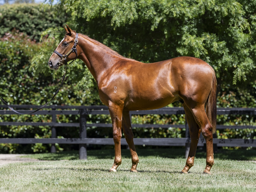 Street Boss (USA) / Bella Mente (NZ) 2024 Colt - Image 1
