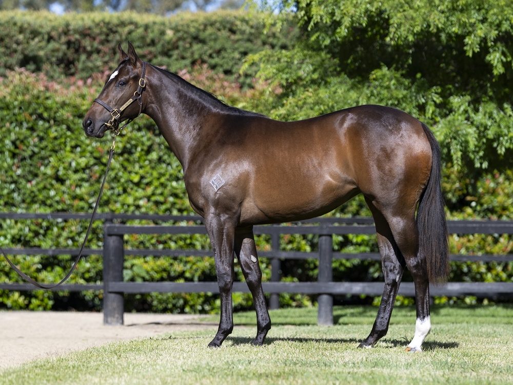 Blue Point (IRE) / Capar Girl (USA) 2024 Filly - Image 1
