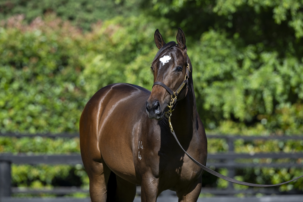 Blue Point (IRE) / Capar Girl (USA) 2024 Filly - Image 2