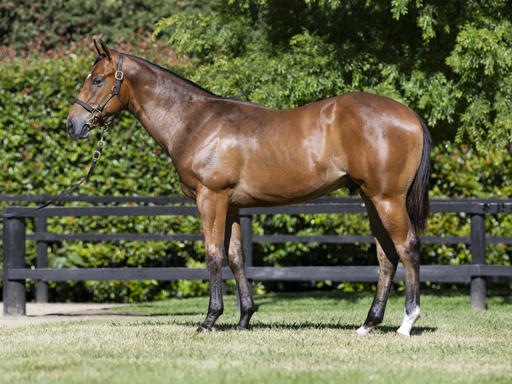 Artorius (AUS) / Melaleuca (AUS) 2024 Colt - Image 1