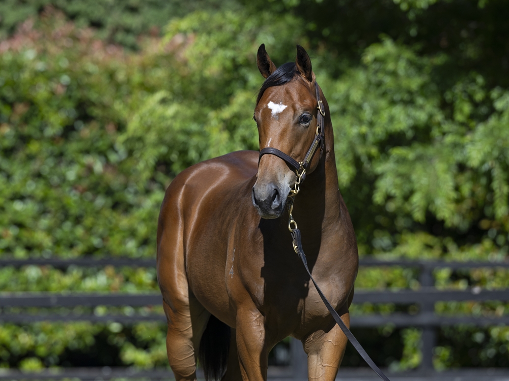 Artorius (AUS) / Melaleuca (AUS) 2024 Colt - Image 2