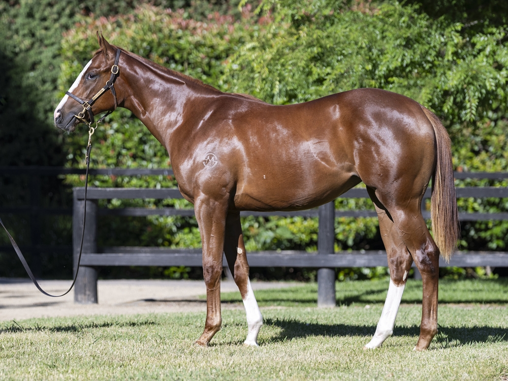 Written Tycoon (AUS) / Metis (AUS) 2024 Filly - Image 1