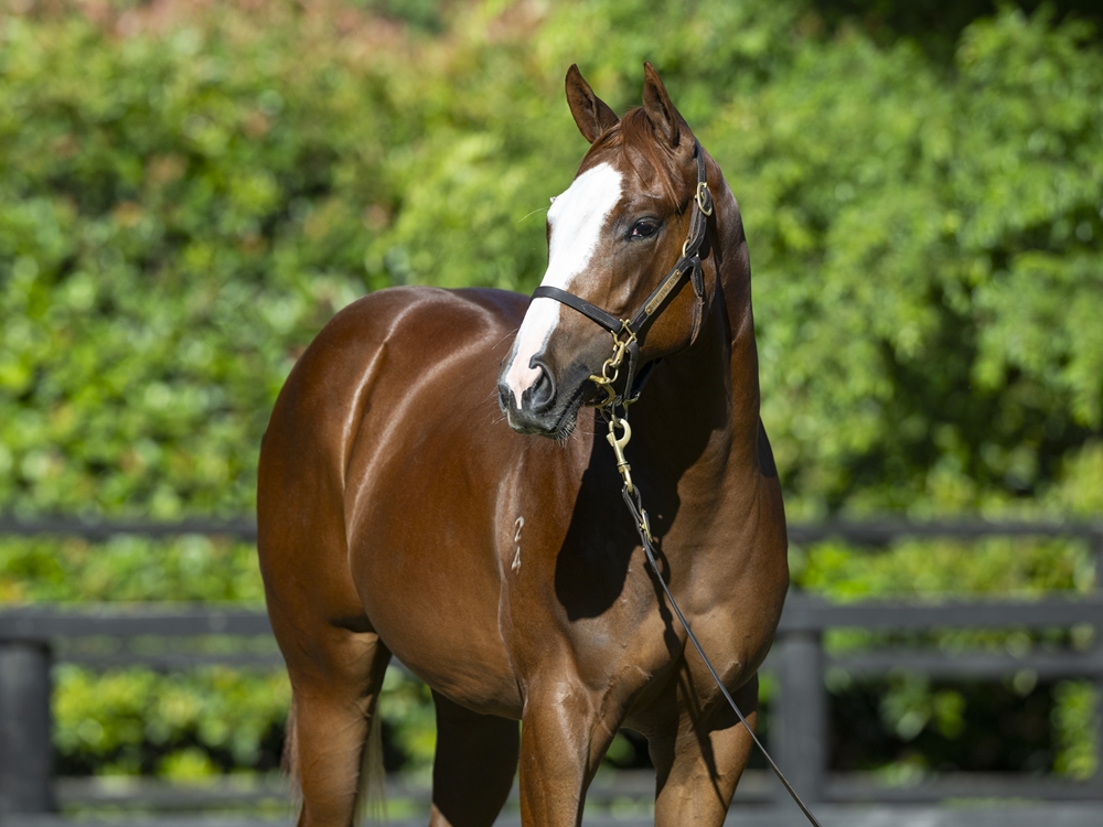 Written Tycoon (AUS) / Metis (AUS) 2024 Filly - Image 2