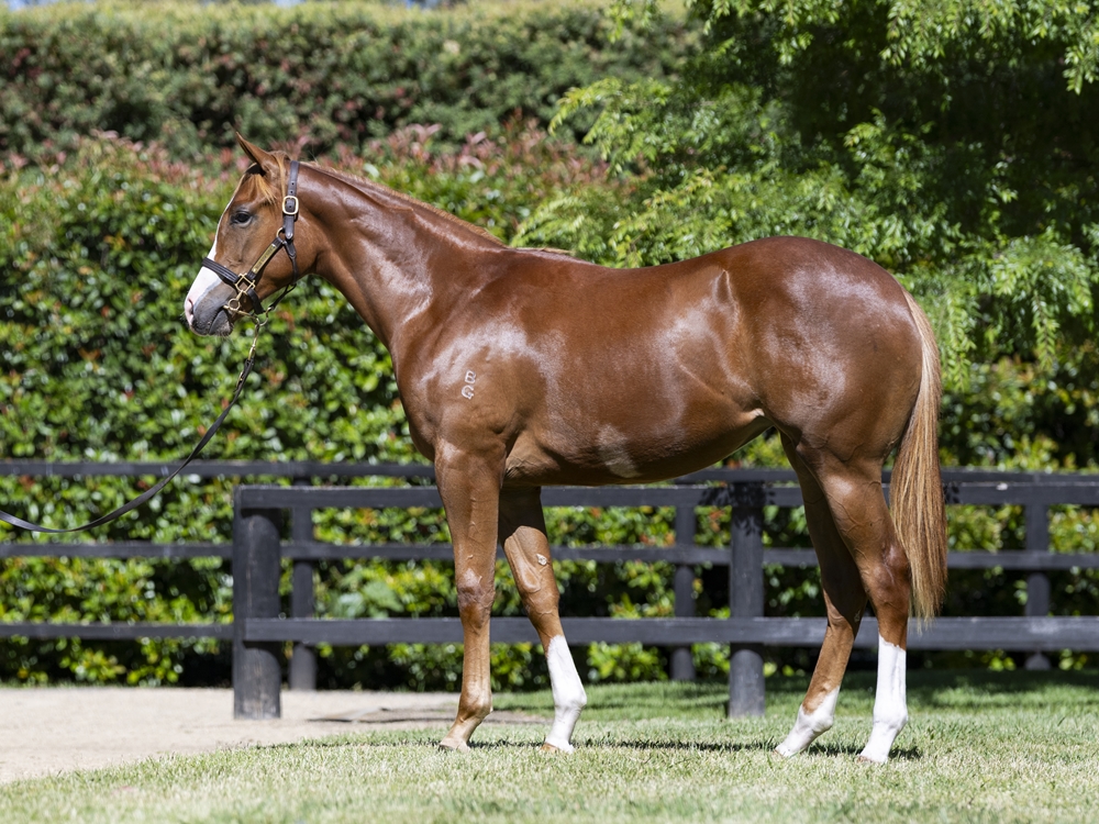 Sejardan (AUS) / Neighbourhood (AUS) 2024 Filly - Image 1