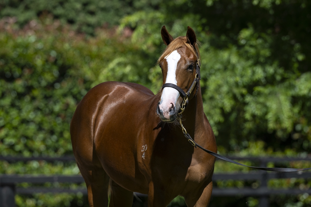 Sejardan (AUS) / Neighbourhood (AUS) 2024 Filly - Image 2