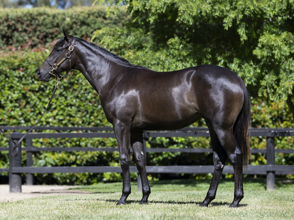 Artorius (AUS) / Our Girl Raquie (AUS) 2024 Filly - Image 1