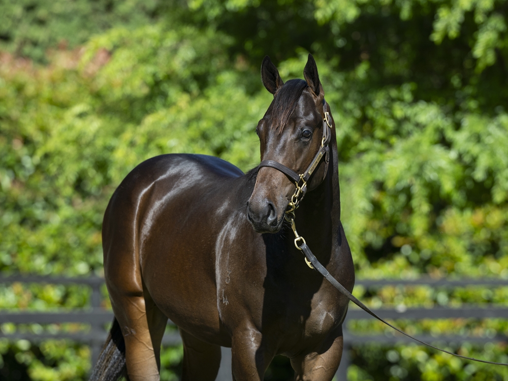Exceedance (AUS) / Sesen (AUS) 2024 Colt - Image 2