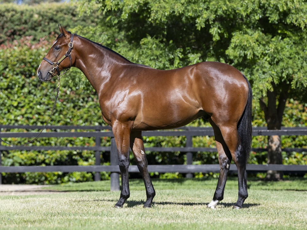 Sejardan (AUS) / Statuette (AUS) 2024 Colt - Image 1