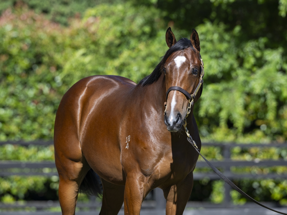 Sejardan (AUS) / Statuette (AUS) 2024 Colt - Image 2