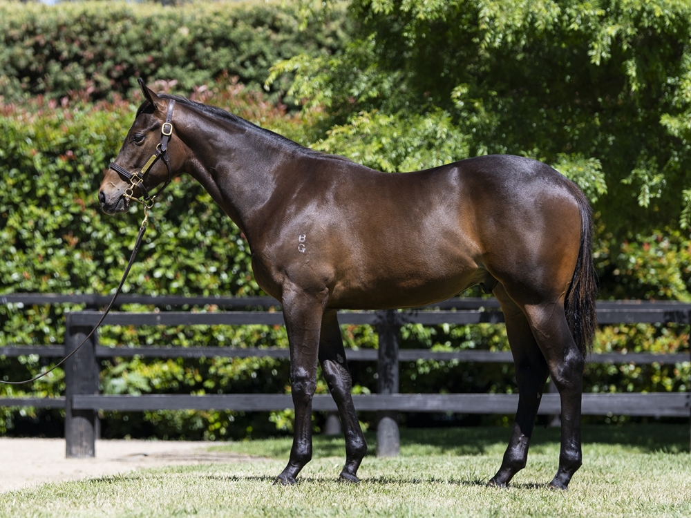 Sejardan (AUS) / Te Ata (AUS) 2024 Colt - Image 1