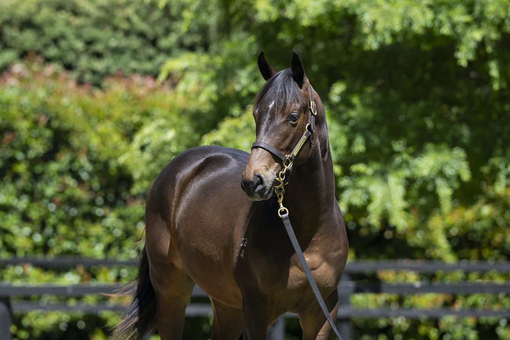 Sejardan (AUS) / Te Ata (AUS) 2024 Colt - Image 2