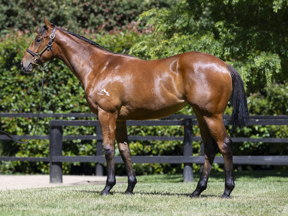 Hanseatic (AUS) / Escobar (AUS) 2024 Filly - Image 1