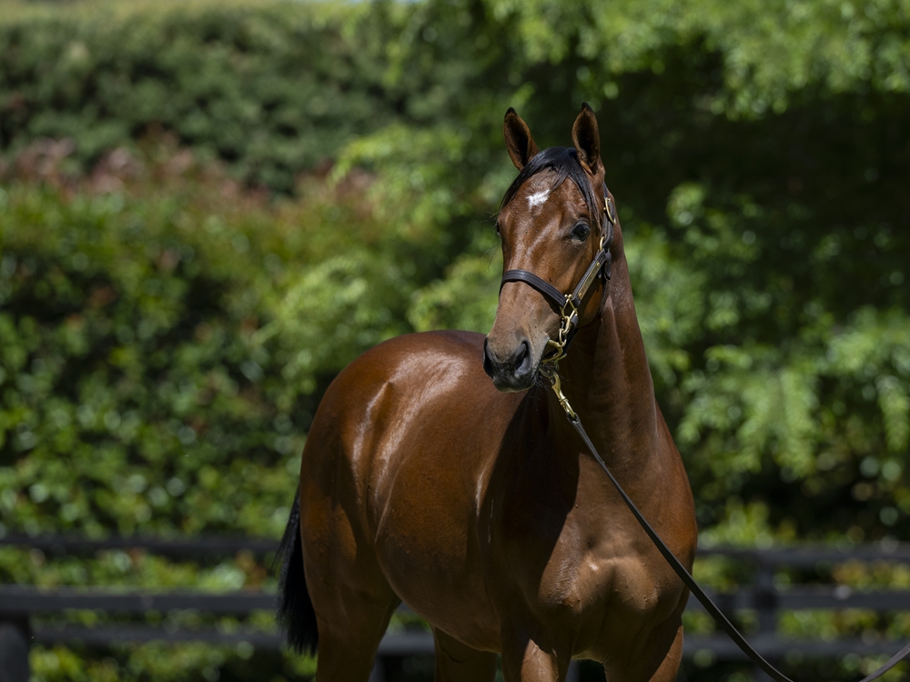 Hanseatic (AUS) / Escobar (AUS) 2024 Filly - Image 2