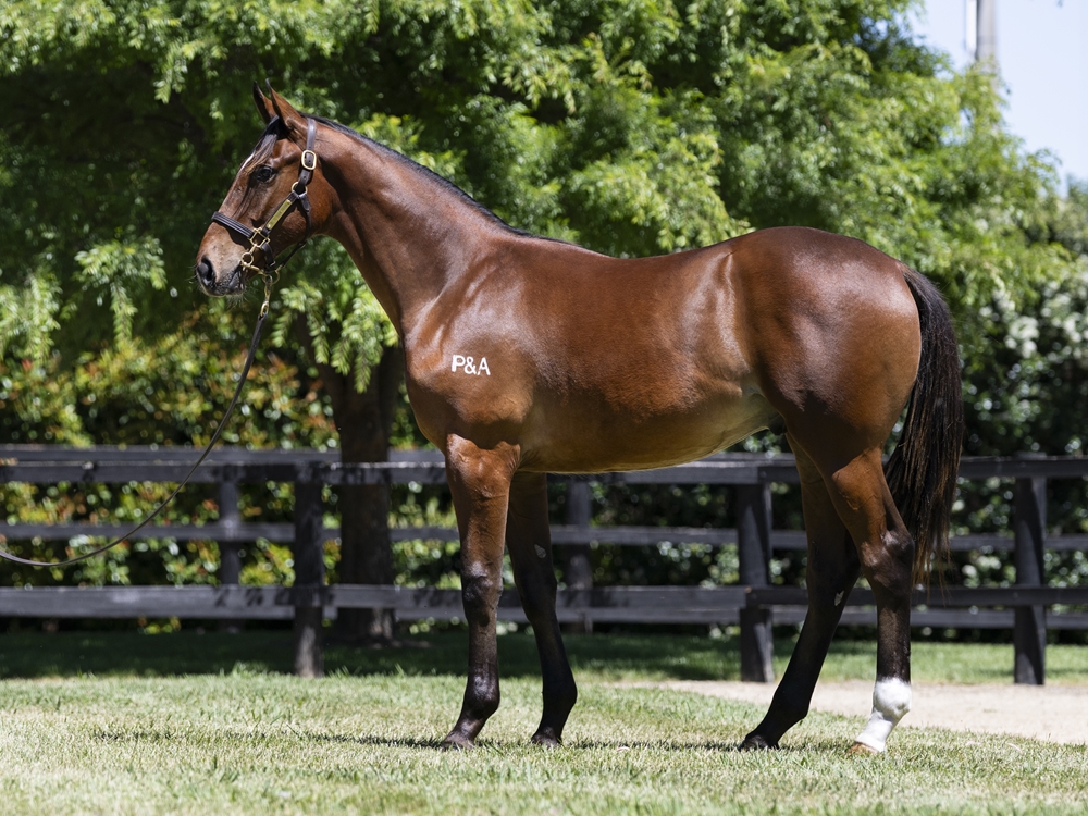 Better Than Ready (AUS) / Panda's Rainbow (AUS) 2024 Colt - Image 1