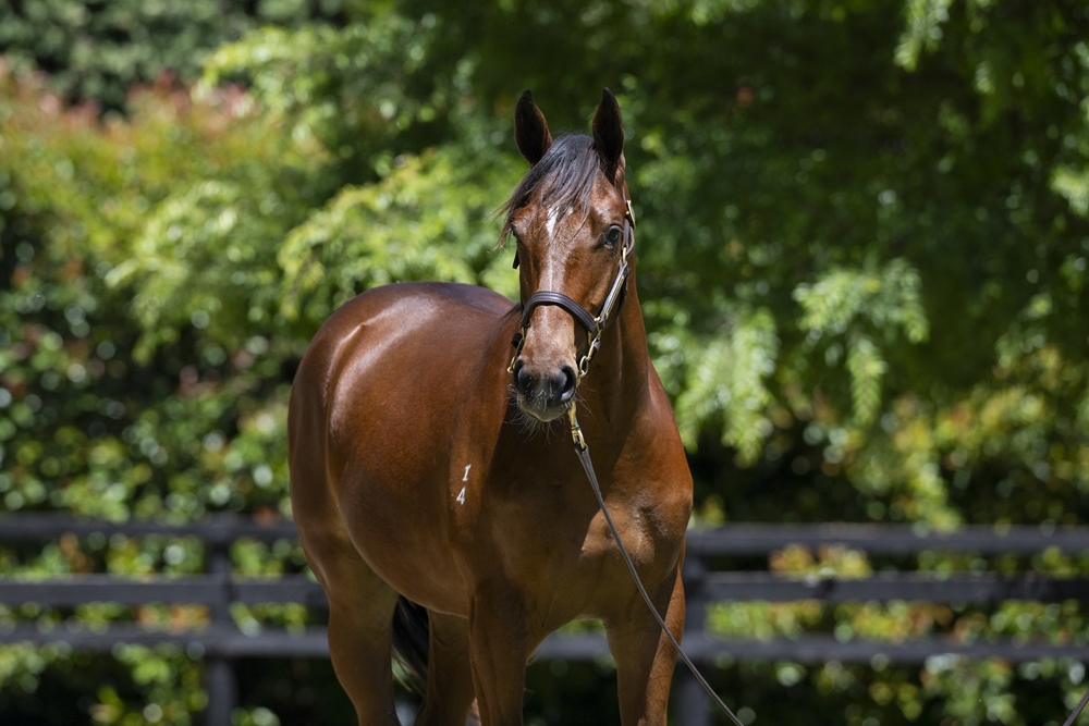 Better Than Ready (AUS) / Panda's Rainbow (AUS) 2024 Colt - Image 2