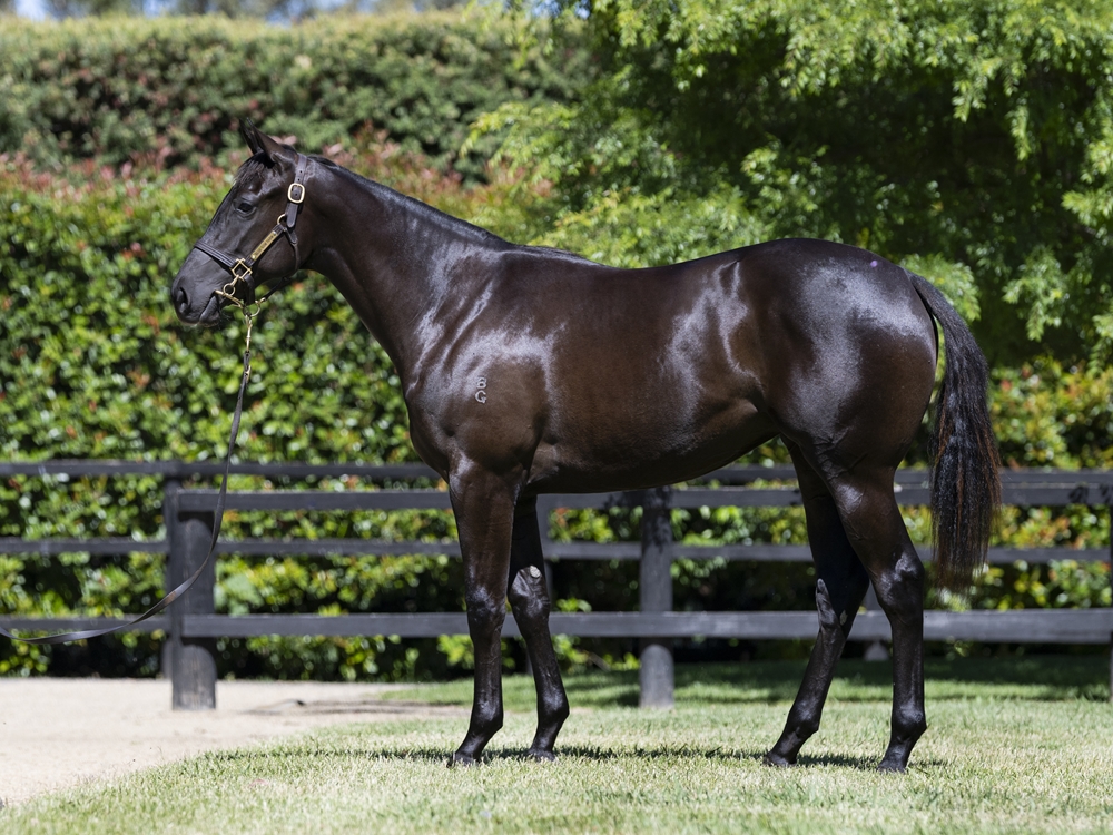 Tassort (AUS) / Pinot Madam (NZ) 2024 Filly - Image 1