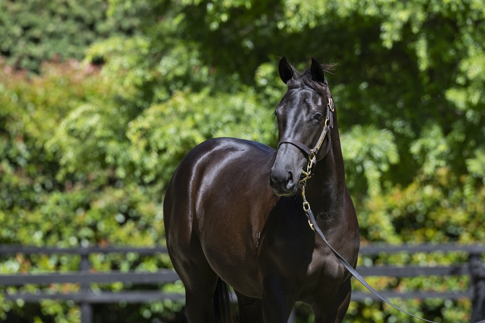 Tassort (AUS) / Pinot Madam (NZ) 2024 Filly - Image 2