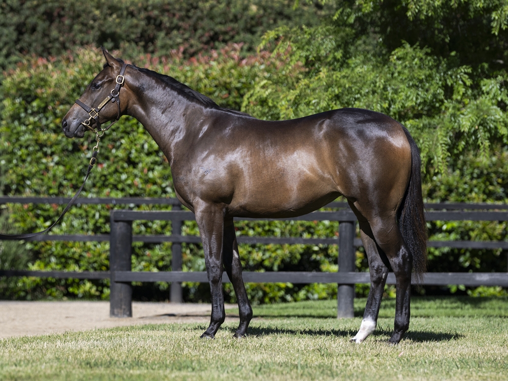 Too Darn Hot (GB) / Vain Queen (AUS) 2024 Filly - Image 1