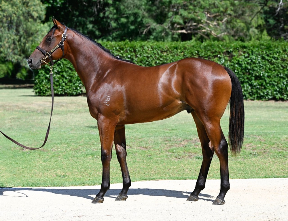 Satono Aladdin (JPN) / Ajaayeb (AUS) 2024 Colt - Image 1