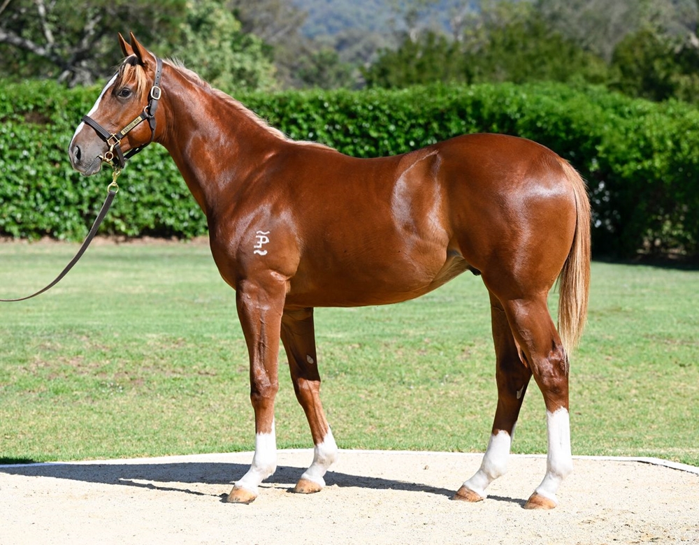 Lope de Vega (IRE) / Al Haan (GB) 2024 Colt - Image 1