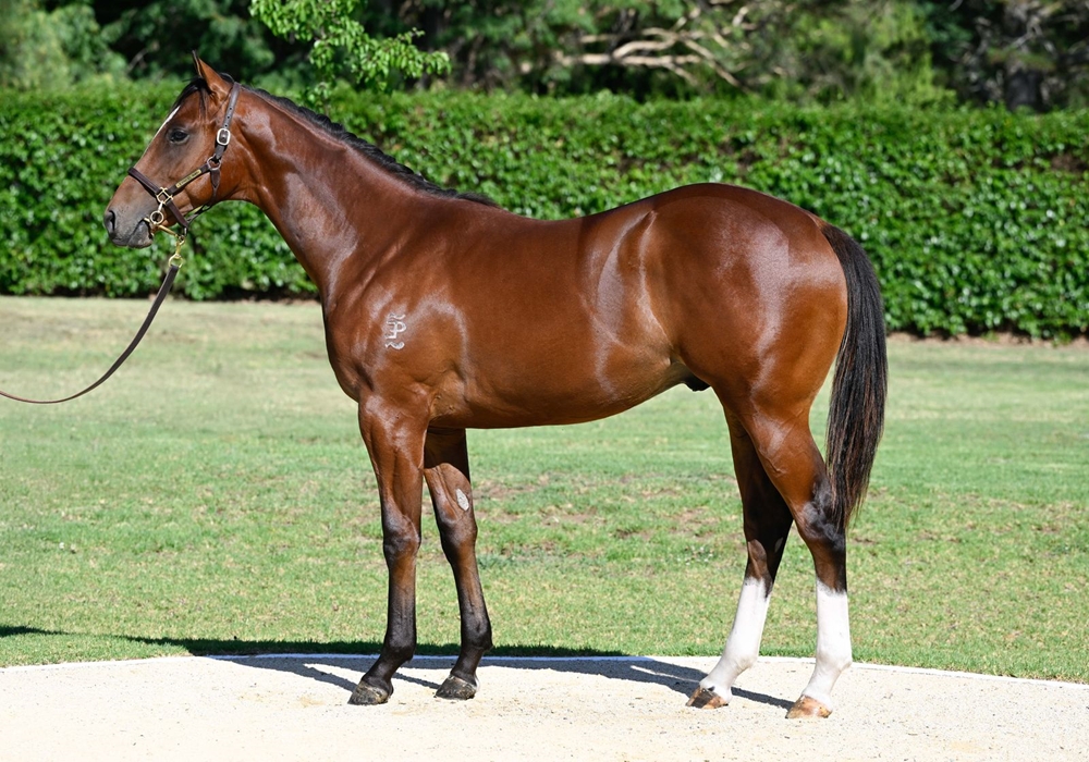 Brave Smash (JPN) / Boomex (AUS) 2024 Colt - Image 1