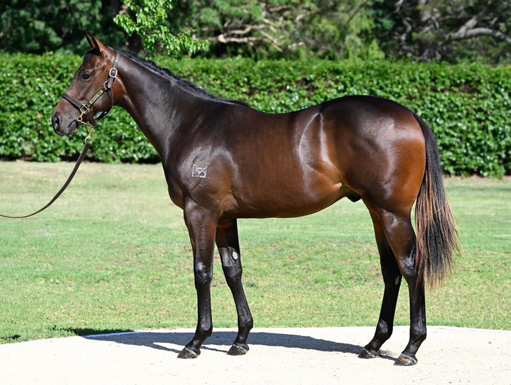 I Am Invincible (AUS) / Calaverite (AUS) 2024 Colt - Image 1