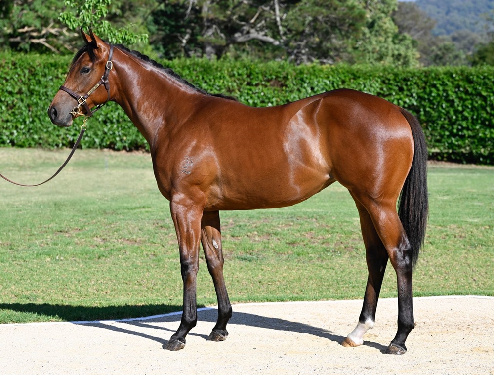 Proisir (AUS) / Ebhaar (AUS) 2024 Filly - Image 1