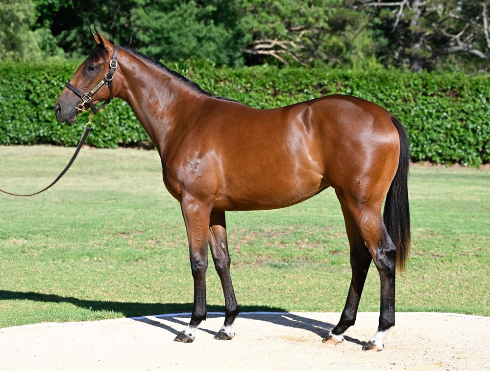 Maurice (JPN) / Hangin' Tough (AUS) 2024 Filly - Image 1