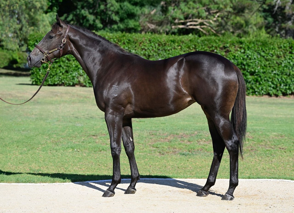 Tassort (AUS) / Marmooga (AUS) 2024 Filly - Image 1