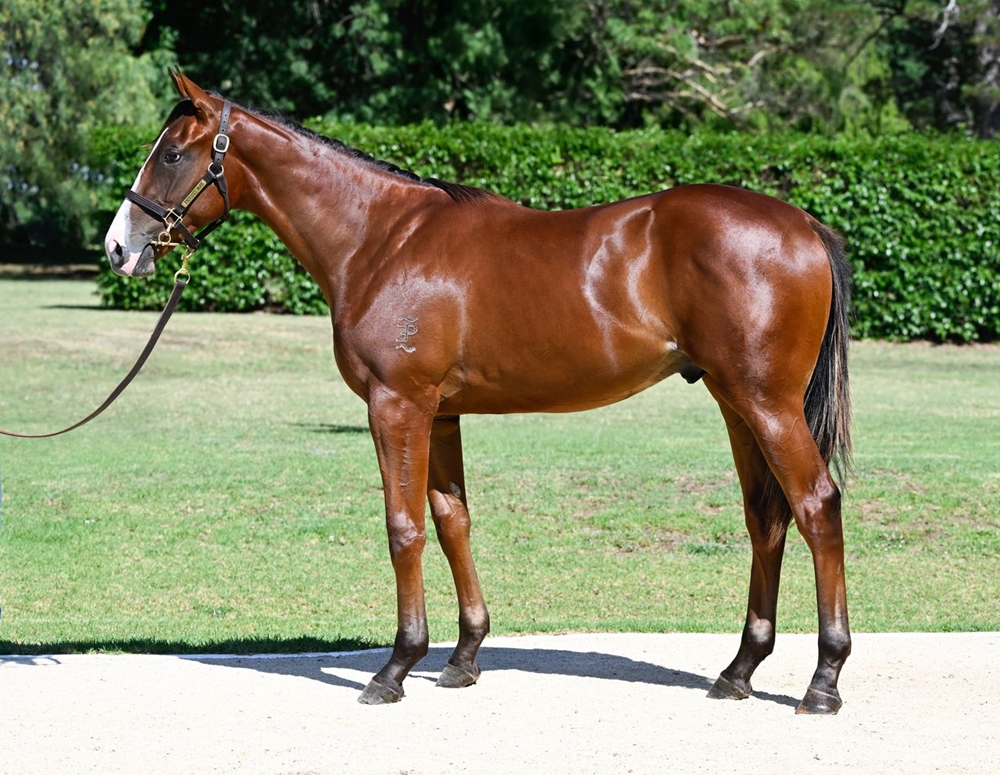 Justify (USA) / Mossfun (AUS) 2024 Colt - Image 1