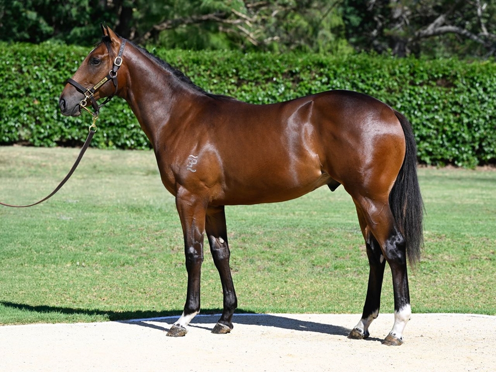 Brave Smash (JPN) / Night Dream (AUS) 2024 Colt - Image 1