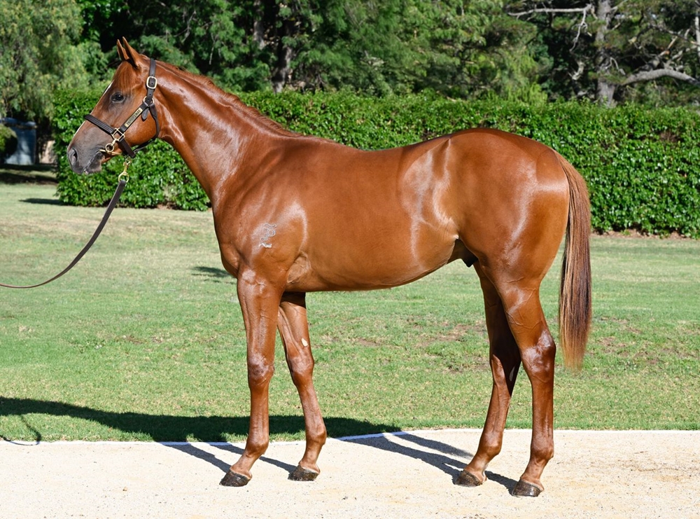 Justify (USA) / Red Lodge (USA) 2024 Colt - Image 1