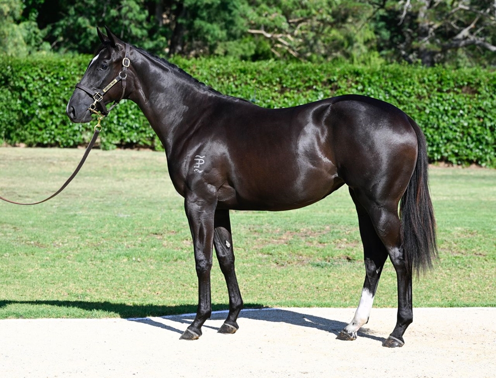 Brazen Beau (AUS) / Siyaadeh (AUS) 2024 Filly - Image 1