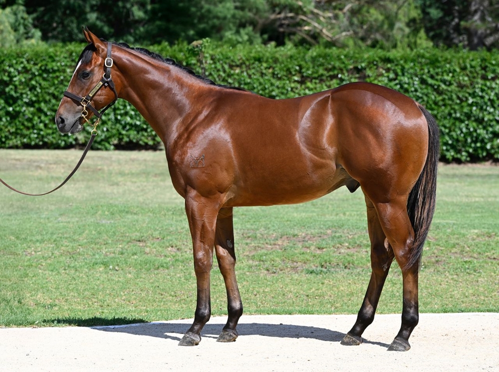 I Am Invincible (AUS) / Smart 'n' Sexy (NZ) 2024 Colt - Image 1
