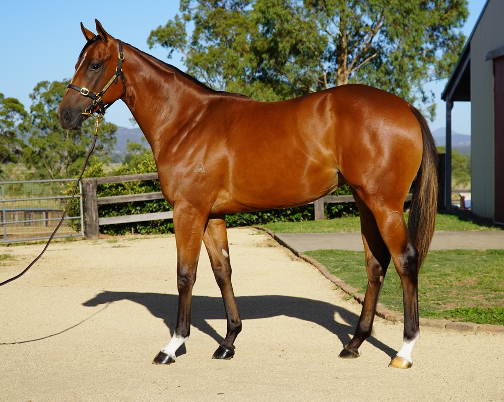 Stay Inside (AUS) / Bucasia (AUS) 2024 Filly - Image 1