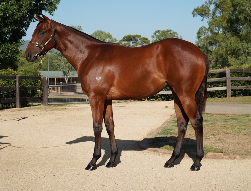 Spirit of Boom (AUS) / Giroux (AUS) 2024 Colt - Image 1