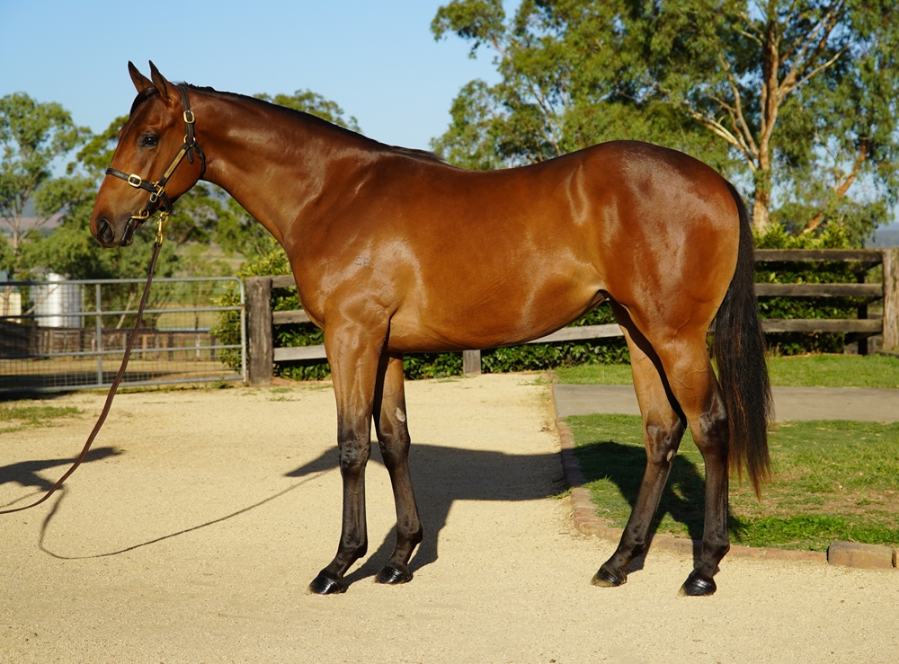 Bivouac (AUS) / Chrome Angel (AUS) 2024 Filly - Image 1