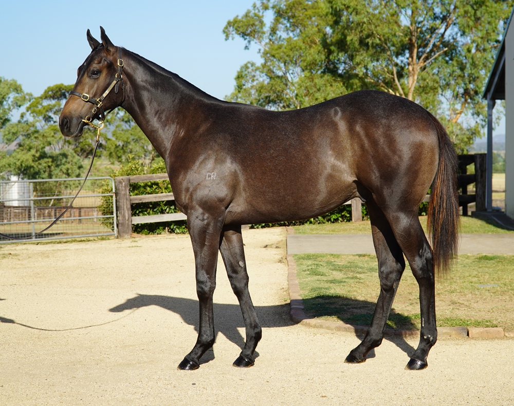 Harry Angel (IRE) / Limestone (AUS) 2024 Colt - Image 1