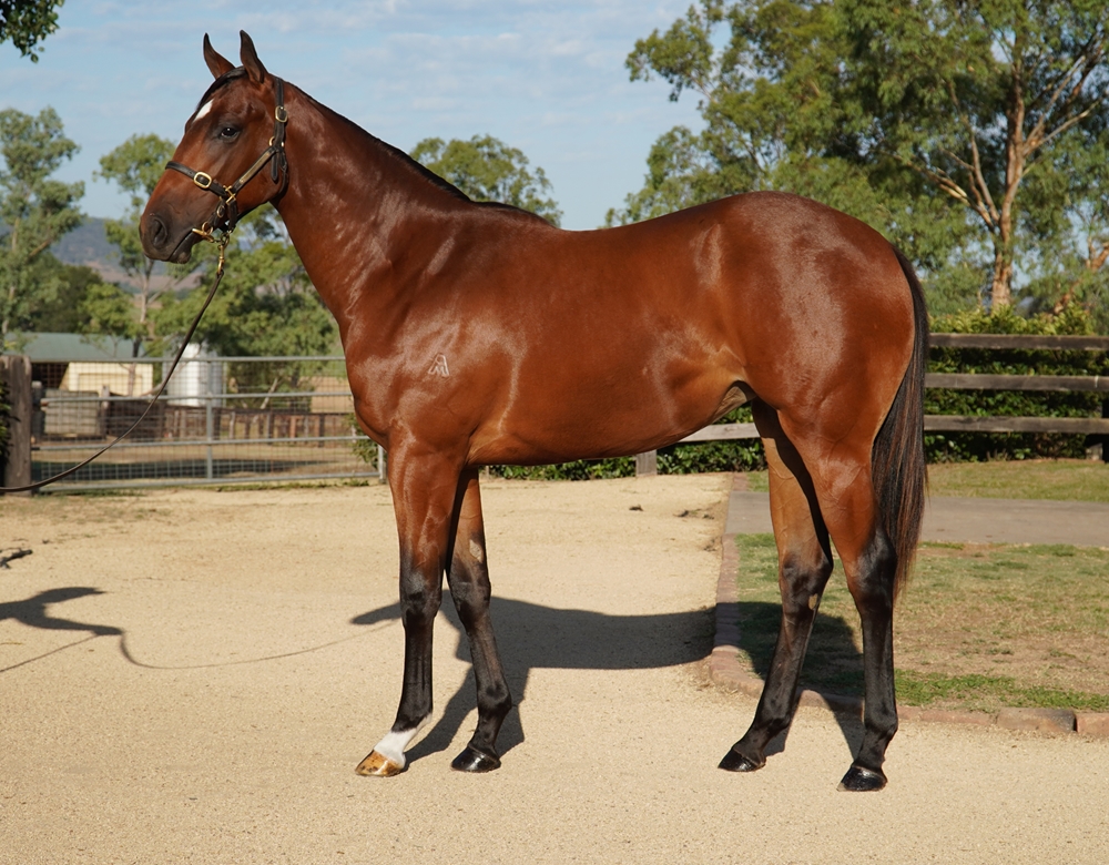Hellbent (AUS) / Misteed (AUS) 2024 Filly - Image 1